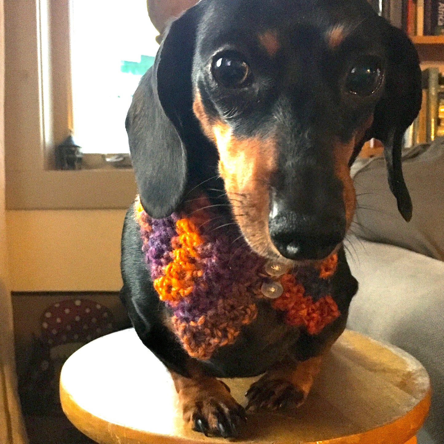 The collar “Chic and Swell” - (Small) - Fall color