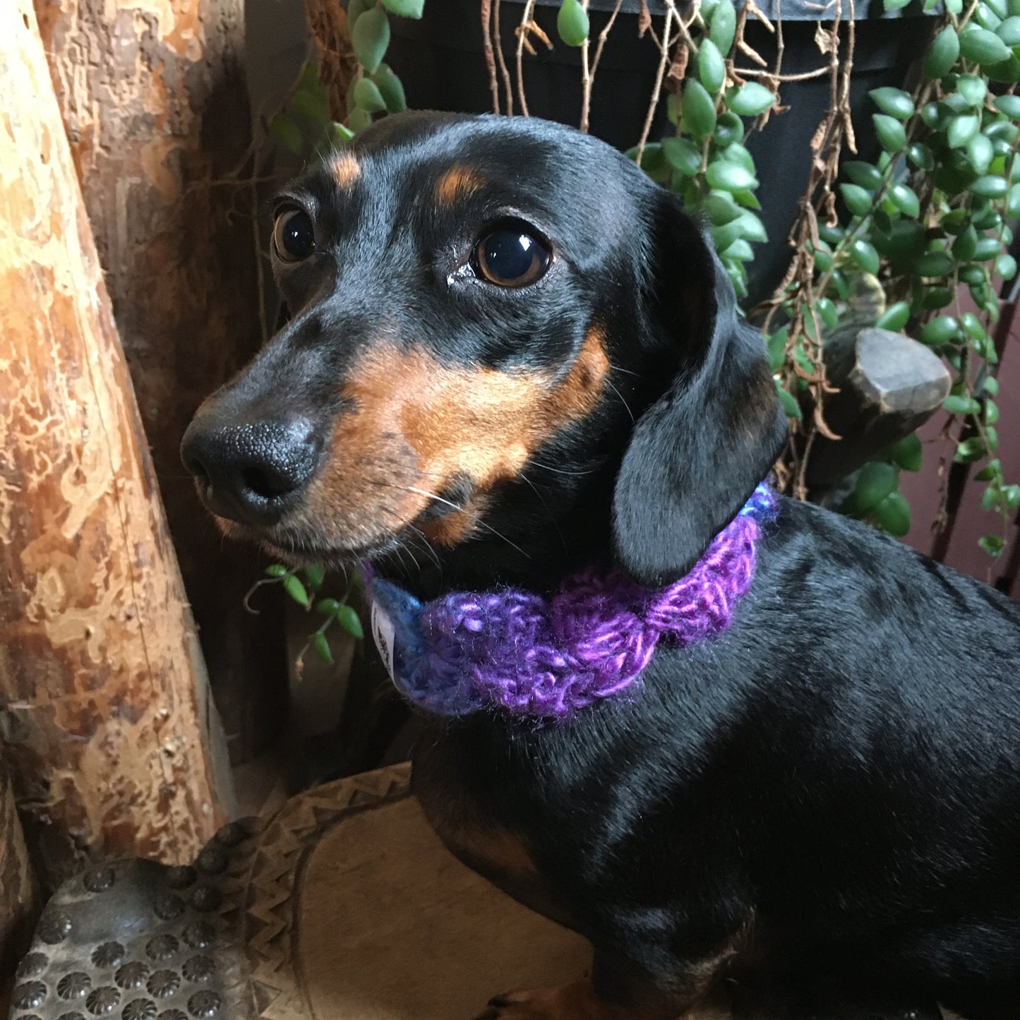 COL BELLA couleur “Raisin”