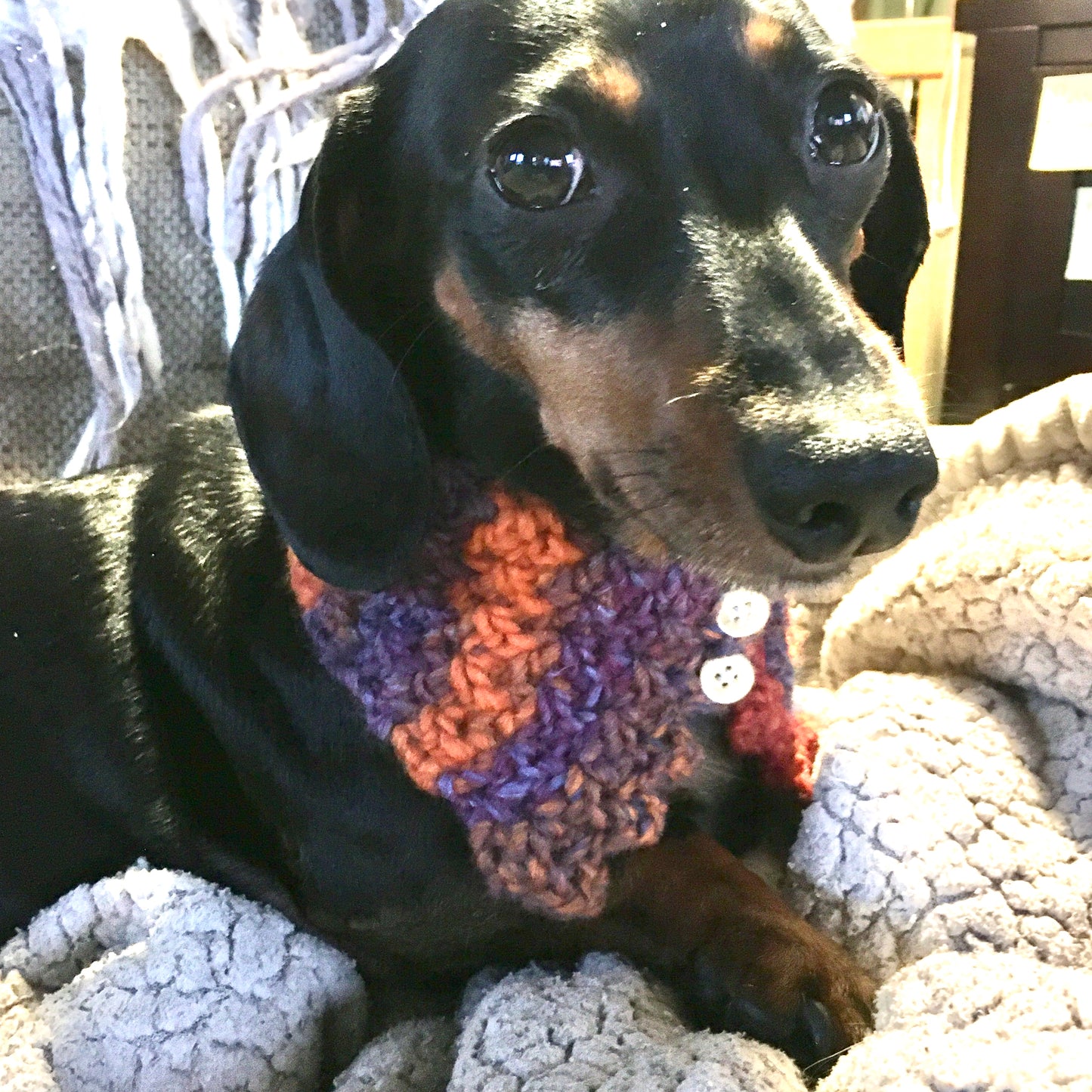 The collar “Chic and Swell” - (Small) - Fall color