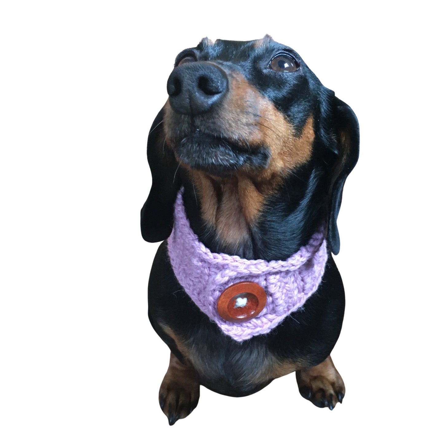 BUTTON COLLAR 100% chemically untreated wool